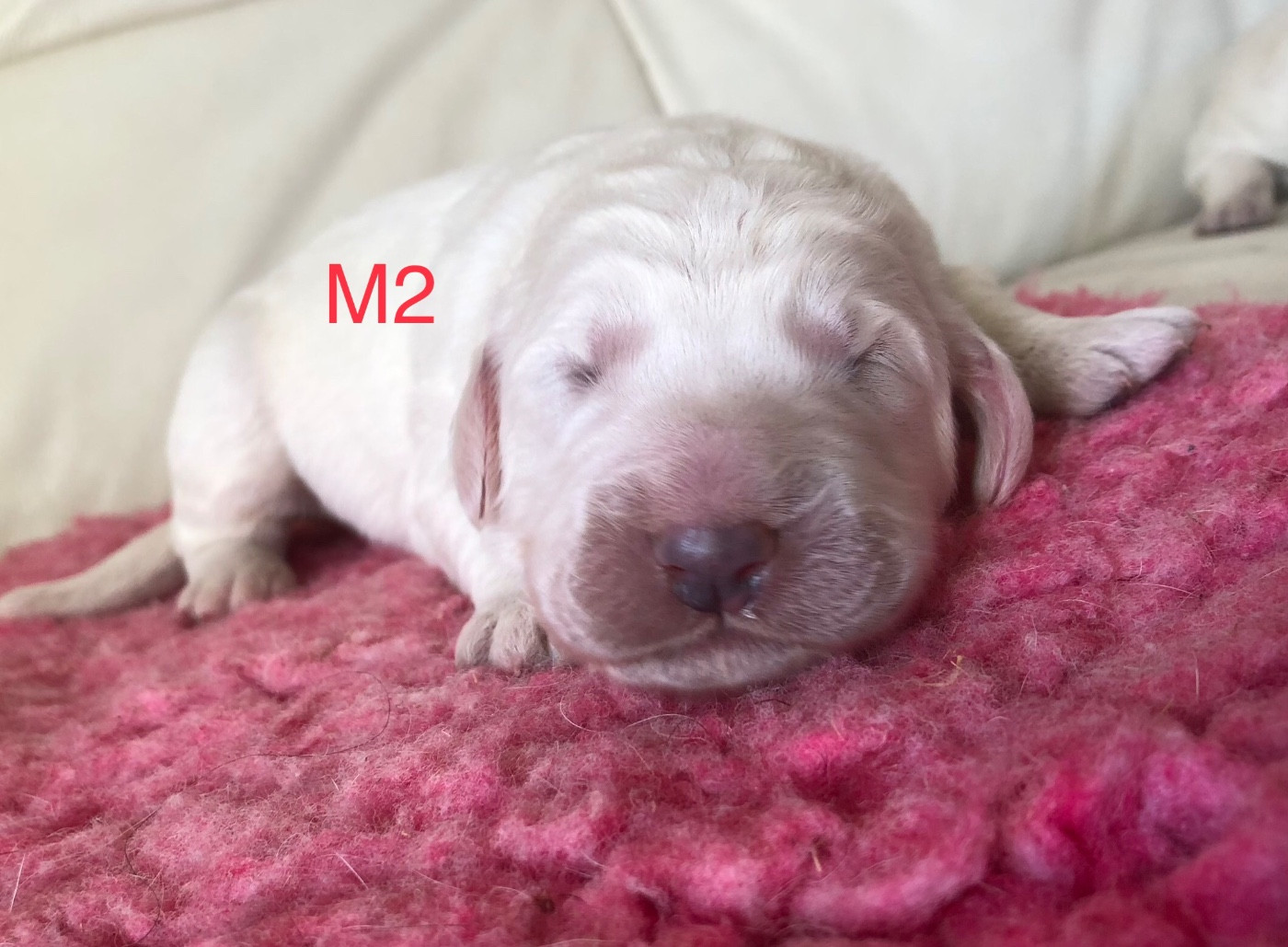 CHIOT M2 - Berger de Podhale - Tatra