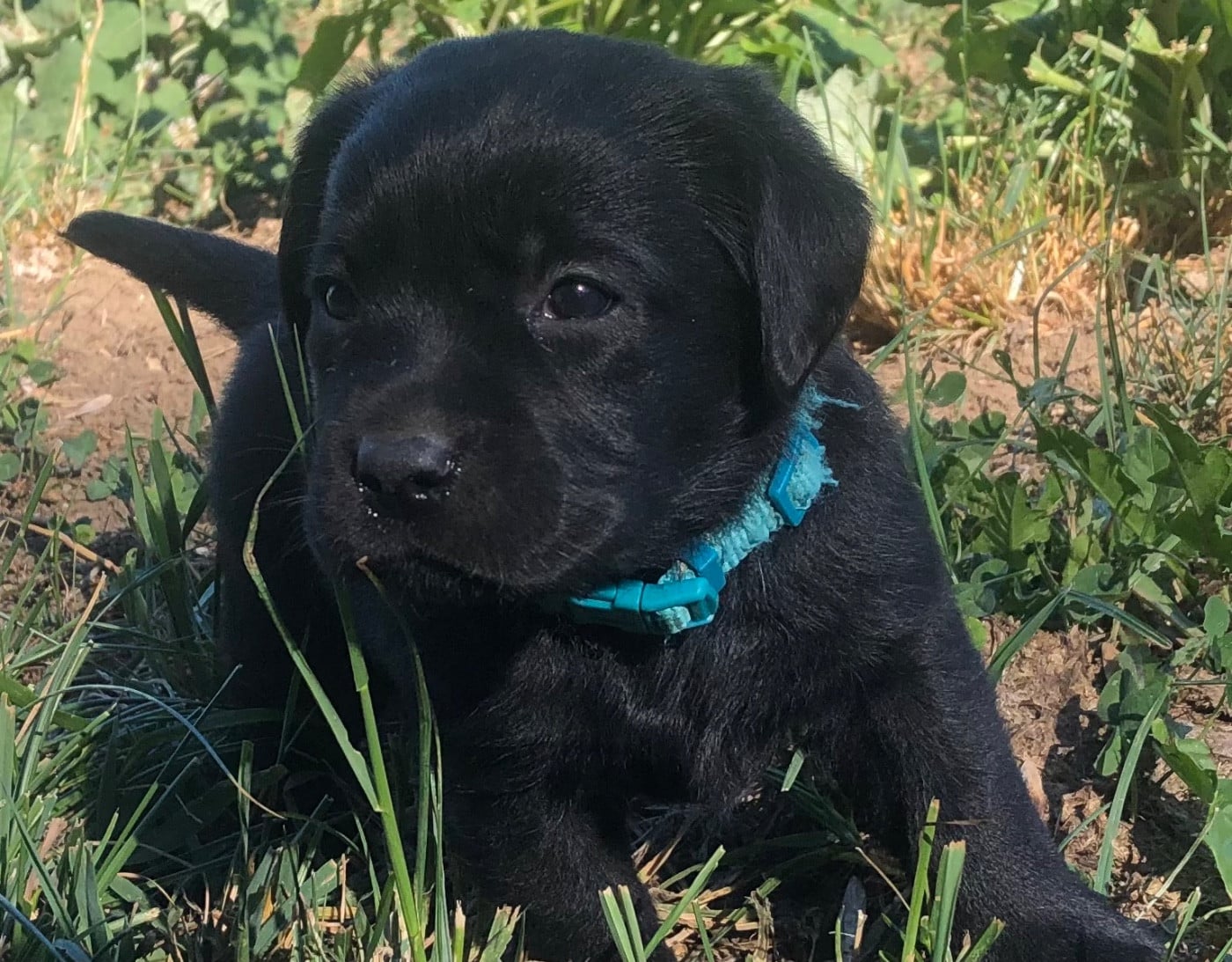 Chiot N°4