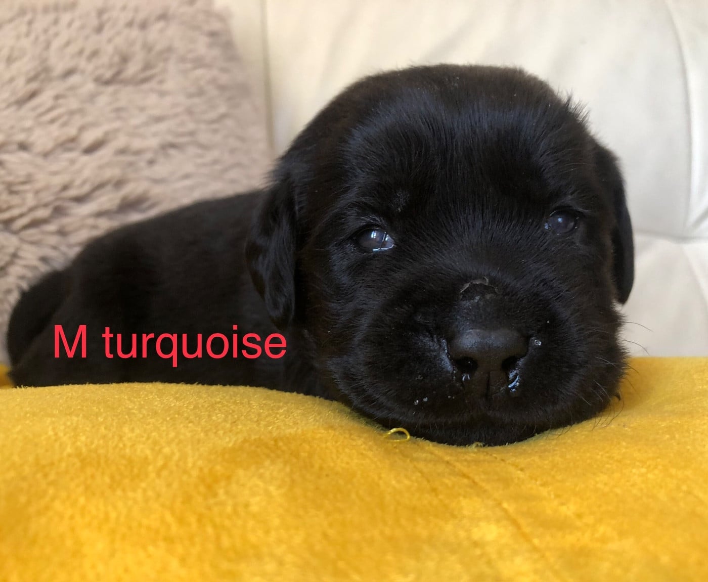 Chiot N°4