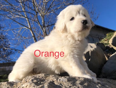 Les chiots de Berger de Podhale - Tatra