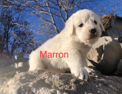 Les chiots de Berger de Podhale - Tatra