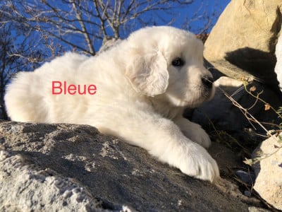 Les chiots de Berger de Podhale - Tatra
