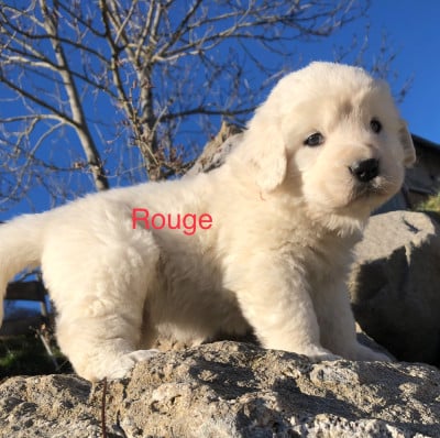 Les chiots de Berger de Podhale - Tatra