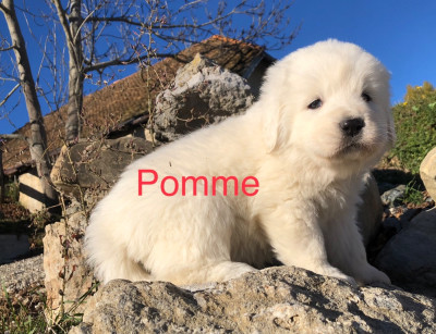 Les chiots de Berger de Podhale - Tatra