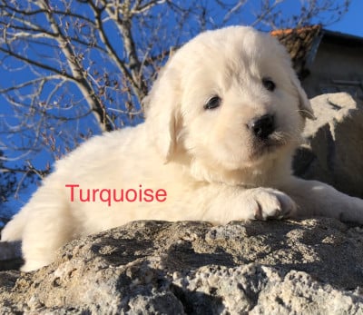 Les chiots de Berger de Podhale - Tatra