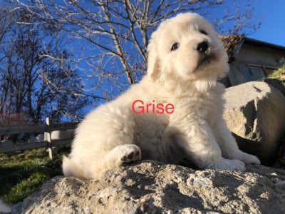 Les chiots de Berger de Podhale - Tatra