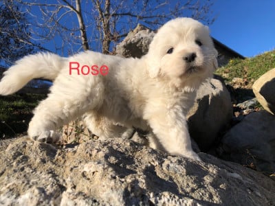 Les chiots de Berger de Podhale - Tatra