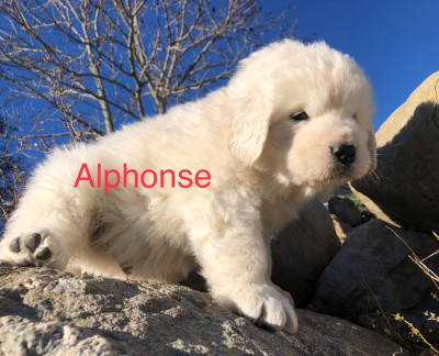 Les chiots de Berger de Podhale - Tatra