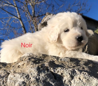 Les chiots de Berger de Podhale - Tatra