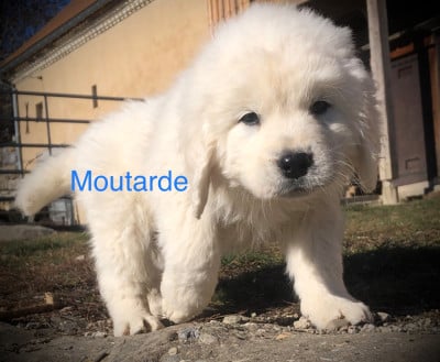 Les chiots de Berger de Podhale - Tatra