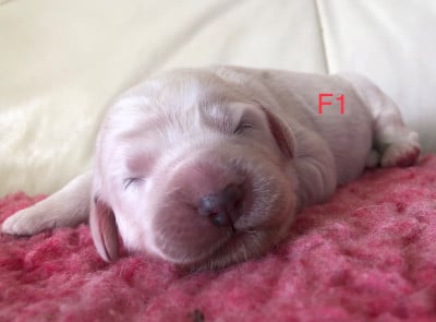 Berger de Podhale - Tatra