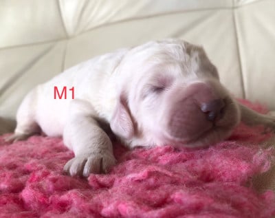 Les chiots de Berger de Podhale - Tatra