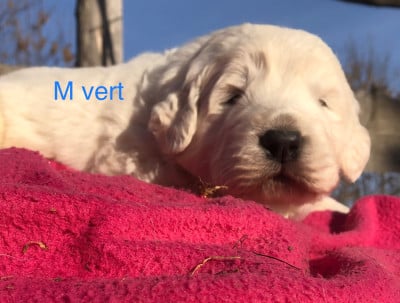 Les chiots de Berger de Podhale - Tatra