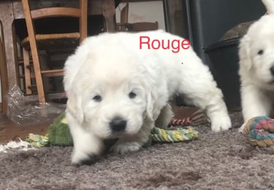 Les chiots de Berger de Podhale - Tatra