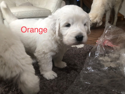 Les chiots de Berger de Podhale - Tatra