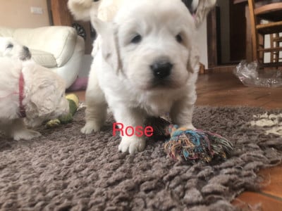 Les chiots de Berger de Podhale - Tatra