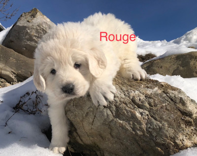 Les chiots de Berger de Podhale - Tatra