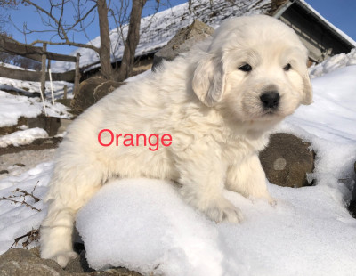 Les chiots de Berger de Podhale - Tatra