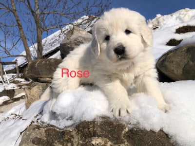 Les chiots de Berger de Podhale - Tatra