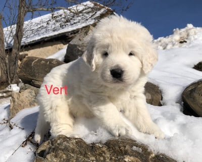 Les chiots de Berger de Podhale - Tatra