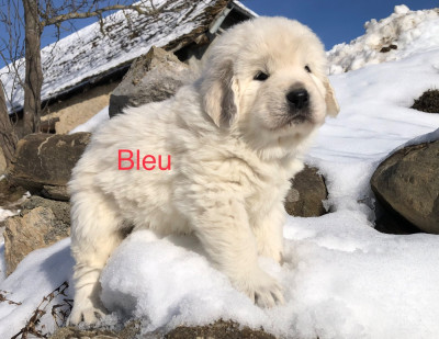 Les chiots de Berger de Podhale - Tatra