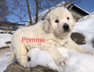 Les chiots de Berger de Podhale - Tatra