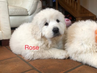 Les chiots de Berger de Podhale - Tatra