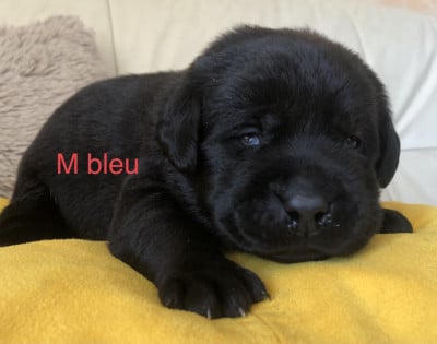 Les chiots de Labrador Retriever