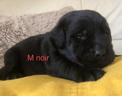 Les chiots de Labrador Retriever