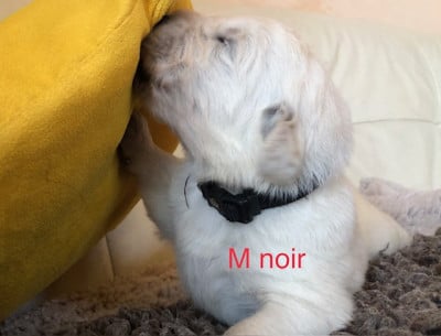 Les chiots de Berger de Podhale - Tatra