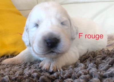 Les chiots de Berger de Podhale - Tatra