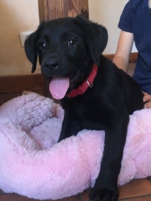 Les chiots de Labrador Retriever