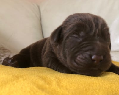 Labrador Retriever