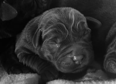 F3 noire - Labrador Retriever