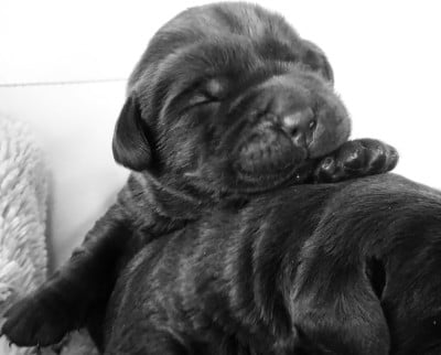 F4 noire - Labrador Retriever