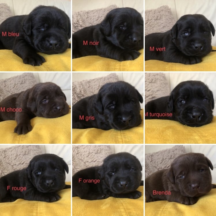Labrador Retriever - By Champs'Or