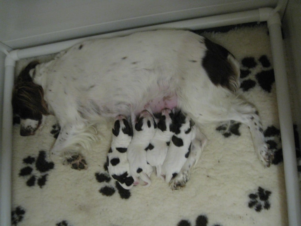 Epagneul Français - De La Coulee Ayguebelle