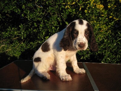 Les chiots de Epagneul Français
