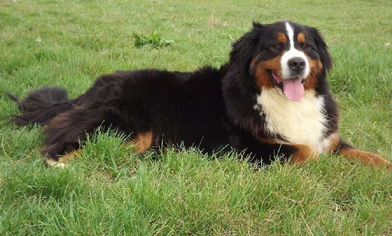 Publication : Du Mas De La Hillane