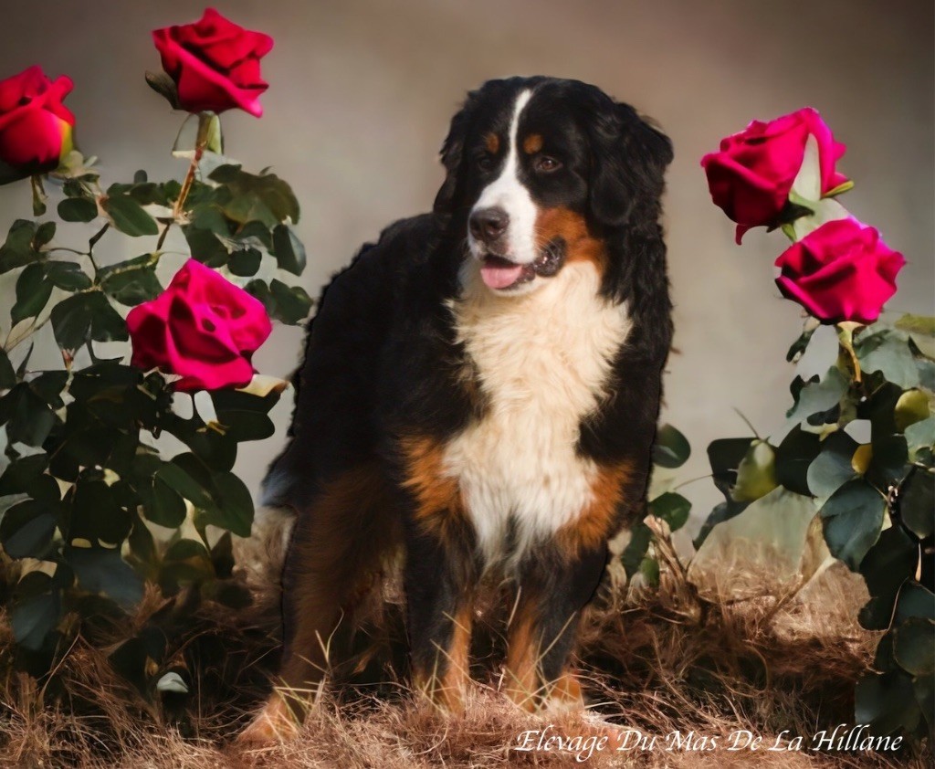 Publication : Du Mas De La Hillane