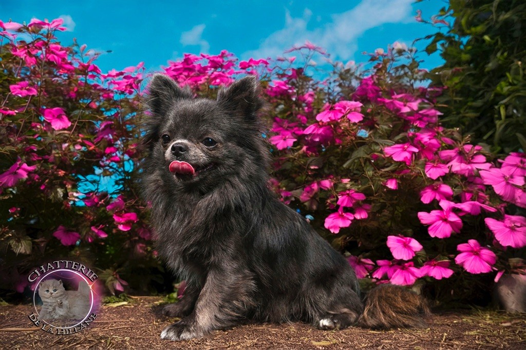 Vogue diamond Des Pattounes Douces