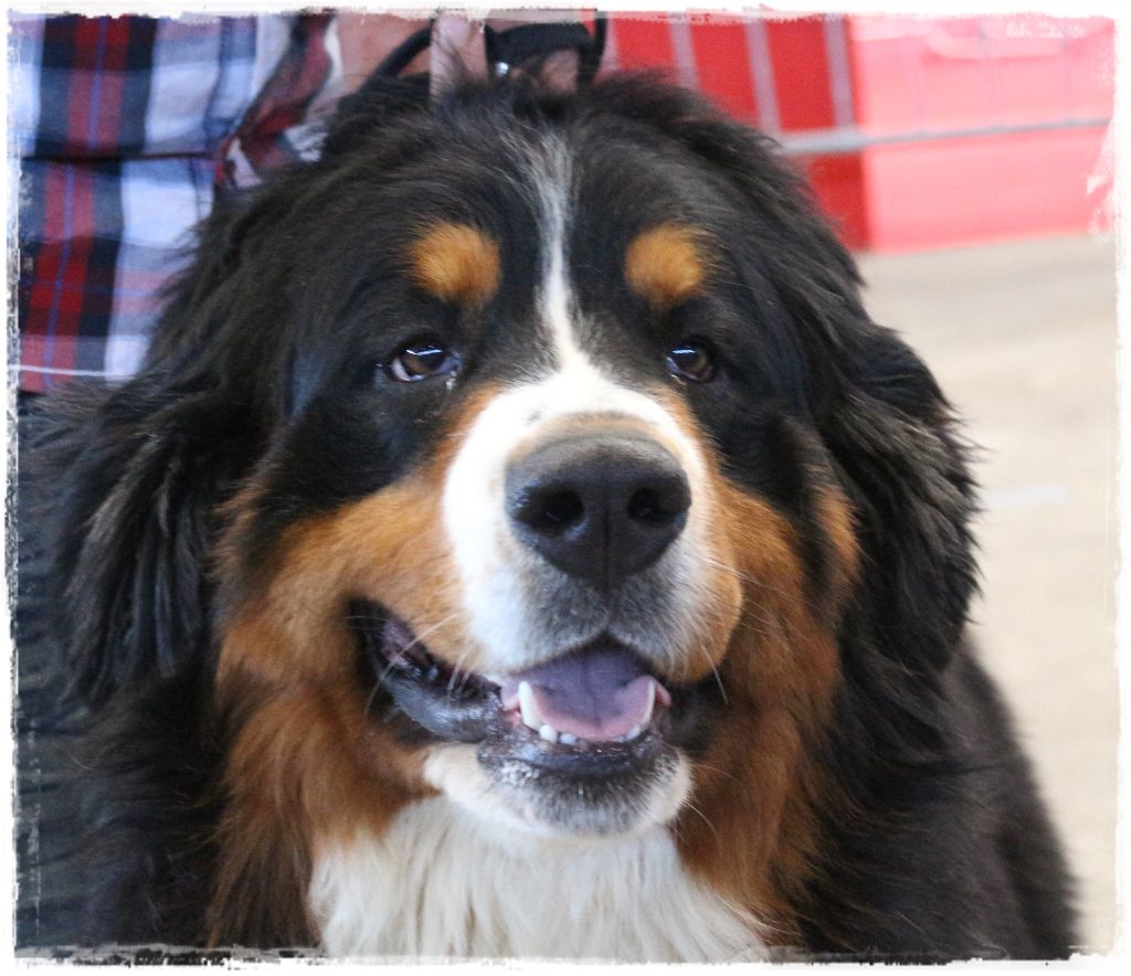 Lucky Du Mas De La Hillane