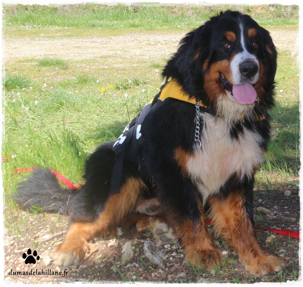 Lucky Du Mas De La Hillane