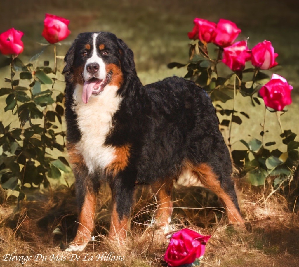 Publication : Du Mas De La Hillane