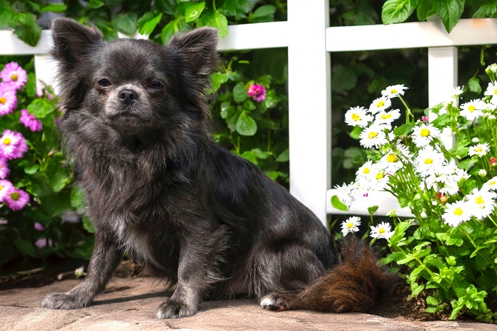 Vogue diamond Des Pattounes Douces