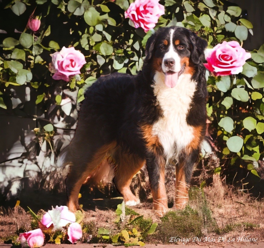 Publication : Du Mas De La Hillane