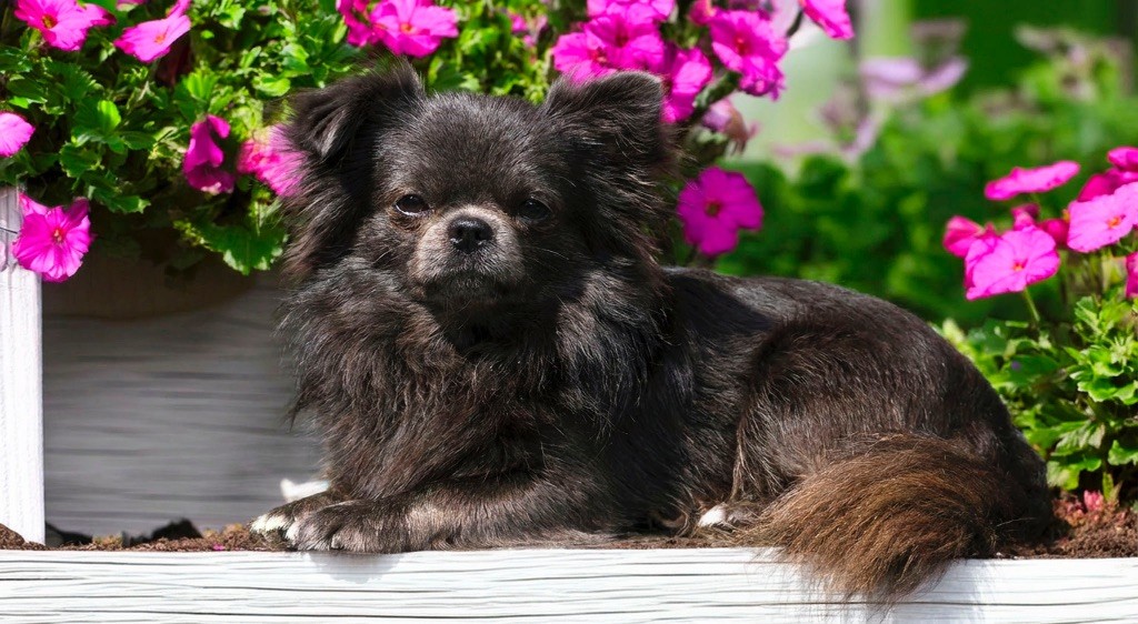 Vogue diamond Des Pattounes Douces