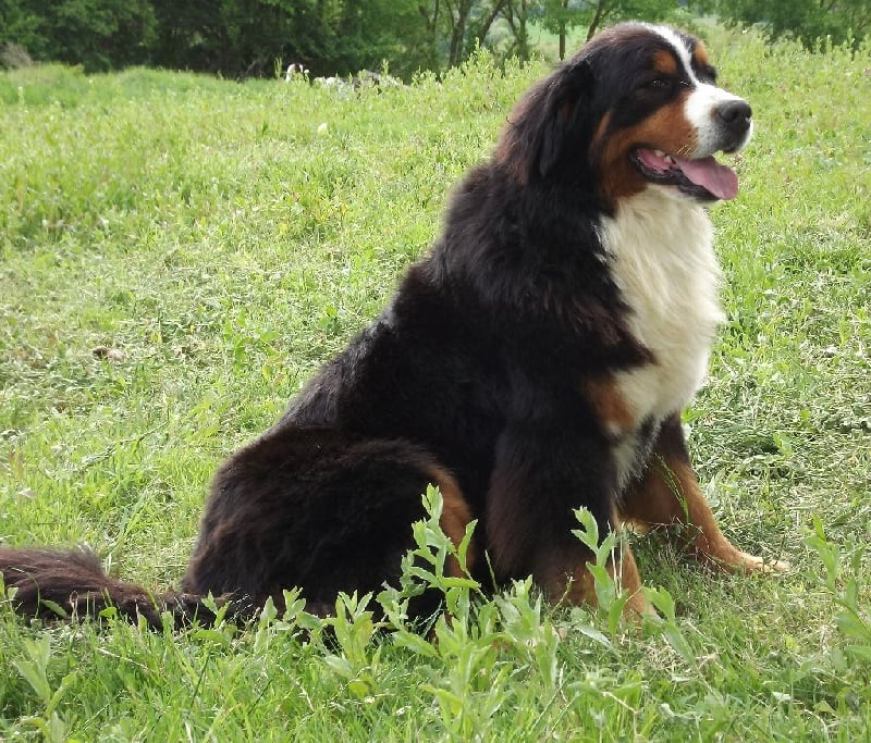 Publication : Du Mas De La Hillane