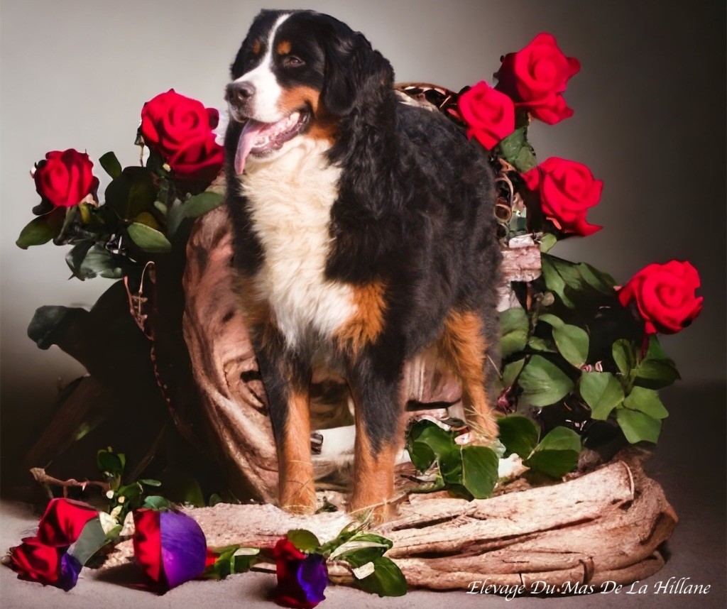 Publication : Du Mas De La Hillane