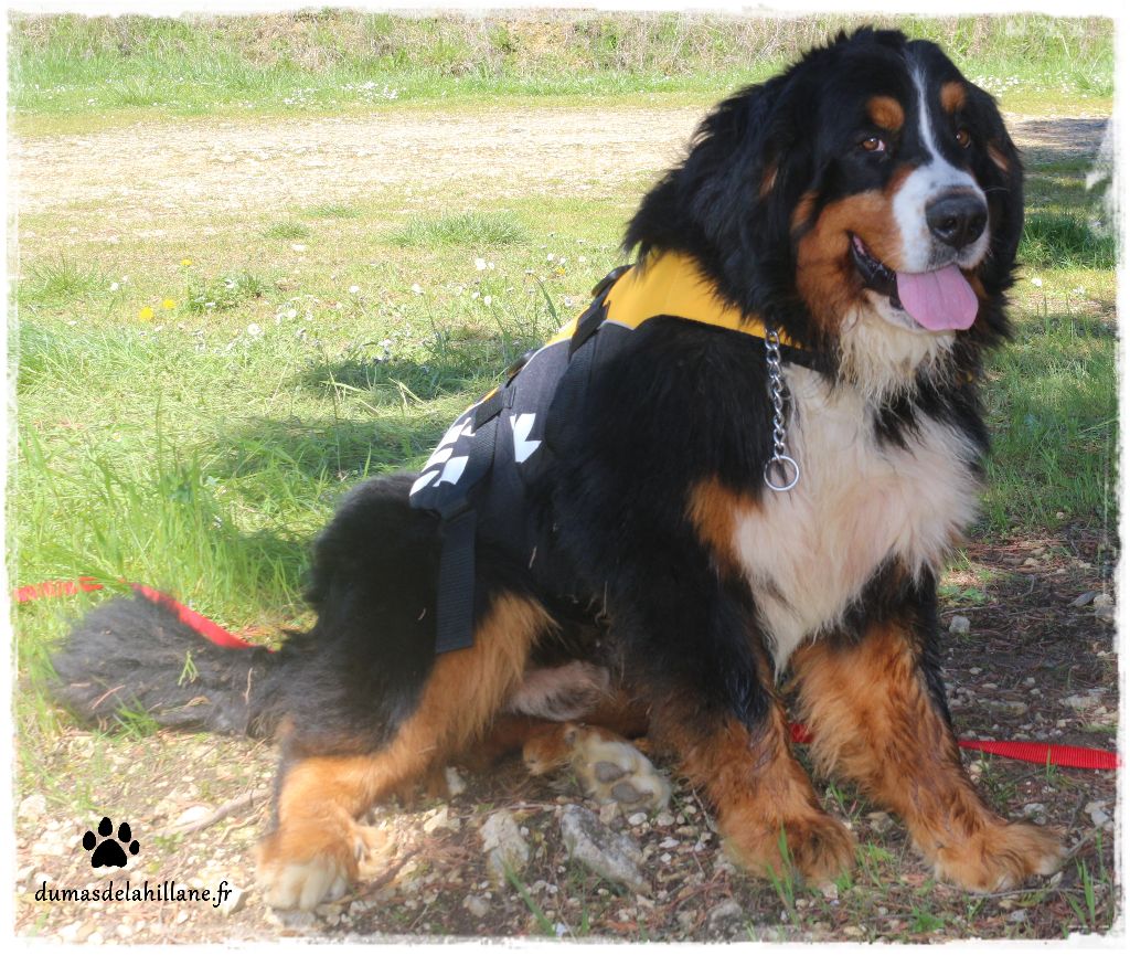 Lucky Du Mas De La Hillane